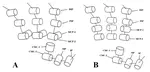 Designing of a Dexterous Hand and Performance Evaluation Based on Teleoperation November 2024